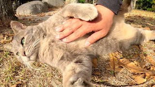 トトロみたいな猫が弱点のお腹を触らせてくれた