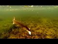 fishing best on youtube pike attacks on deadbaits underwater 2014. Рыбалка атака щуки.