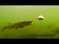 fishing best on youtube pike attacks on deadbaits underwater 2014. Рыбалка атака щуки.