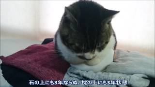 スヌーピー枕を思う存分堪能する猫　抱き枕、座布団扱いと使いこなす☆キジトラ猫リキちゃんのかわいい寝姿【リキちゃんねる　猫動画】Cute cat