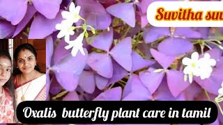 How to care the Oxalis butterfly plant in tamil #suvithasuvi #oxalistriangularis