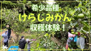 喜界島観光で【超希少品種　けらじみかんの収穫】素晴らしすぎる香り！サンゴが生み出した超貴重な固有種！