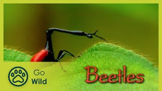 Beetles - The Whole Story 6/13 - Go Wild