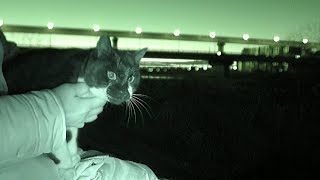 【地域猫】夜明けのすねこすり城‼早起き猫を撮影する。【魚くれくれ野良猫製作委員会】