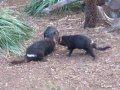 Tasmanian Devil Tug-of-War - Bonorong Wildlife Sanctuary