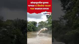 #shorts Kolhapur : कोल्हापुरातील पुराच्या पाण्यात २५ किलोचा 'कटला' मासा जाळ्याला लागला #shortsfeed