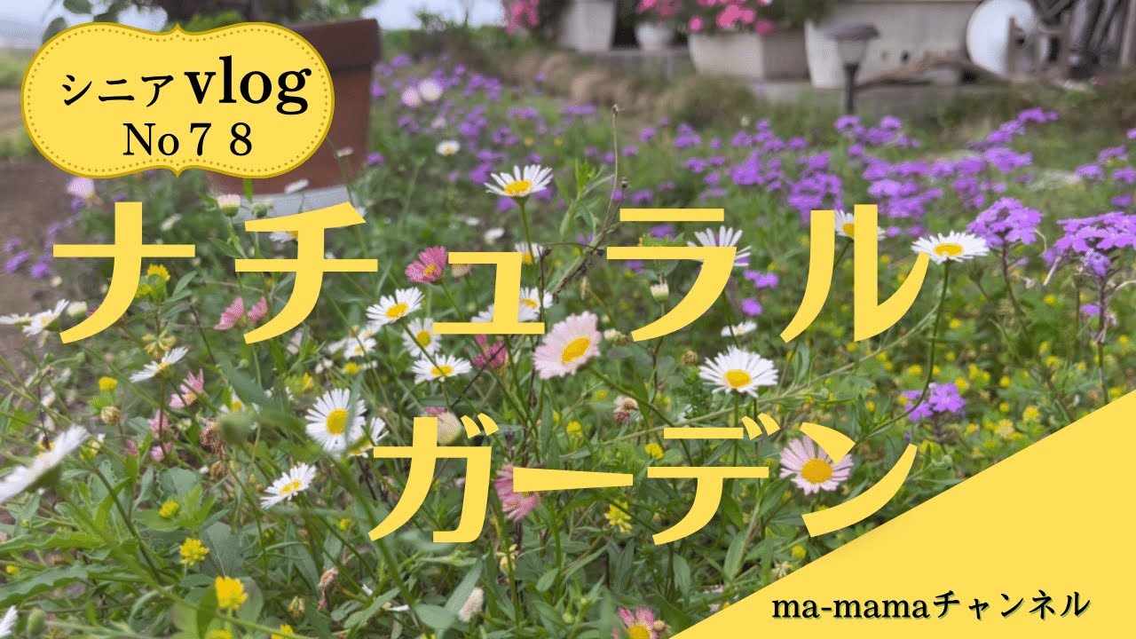 『シニアライフ』ターシャに憧れて/ナチュラルガーデン/摘果めろん/Longing for "Senior Life" Tasha / Natural Garden / Picking
