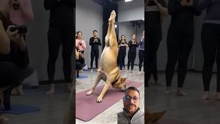 Awesome dog, good figure training #trending #dog  #doglover