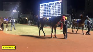 《南関》 2020 全日本2歳優駿 パドック 4周回 アランバローズ 他 川崎競馬場