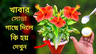 গাছে খাবার সোডা প্রয়োগ করে দেখুন | হাজারো রোগ নির্মুল হবে | প্রচুর ফুল ফুটবে গাছে | Baking Soda