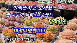 [마감]아름다육정원에서 달궈진 찐!묵둥이군생포함 자리빼기로깜짝할인 무려18종꽃보다더이뻐요succulents  plant 多肉植物