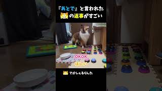 『あとで』と言われたシェルティの返事がすごい【会話ボタンでしゃべる犬】 #shorts #dog