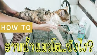 จับแมวอาบน้ำ สอนอาบน้ำแมว (โตแล้ว) Mikihome