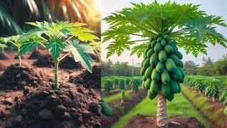 How to propagate papaya on a large scale