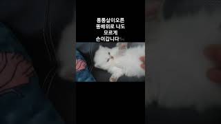 통통살이오른 똥배위로😻🐾big belly kitten #꽁꽁얼어붙은한강위로고양이가걸어다닙니다