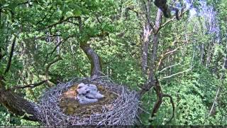 Black Storks nest / Melnā stārķa ligzda - video 08.06.2015