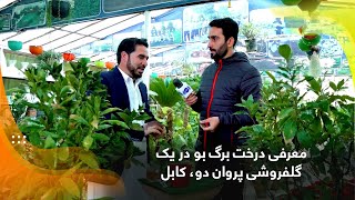 Introduction of Bay laurel by a florist in Parwan 2 / معرفی درخت برگ بو در یک گلفروشی پروان دو، کابل