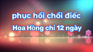 Bón phân chăm sóc cây Hoa Hồng ra chồi Điếc