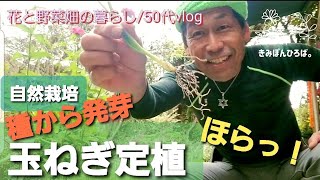 《玉ねぎ定植 #265》【自然の暮らし/50代vlog】種から発芽/無肥料/無農薬/自然栽培/DAISOの種