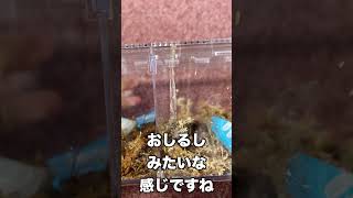 クワガタが成熟するとお尻から〇〇を出す！？