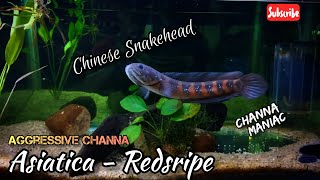 Aggressive Channa Asiatica Redstripe - 4K ❤️ #channaasiatica #channidae #chinesesnakehead #snakehead