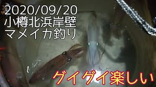 2020/09/20 グイグイ楽しい マメイカ釣り 小樽北浜岸壁 エギング#72