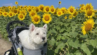 柳川ひまわり園