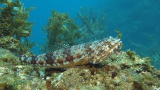 꽃동멸#1(Synodus variegatus)~ Reef Lizardfish, Variegated Lizardfish