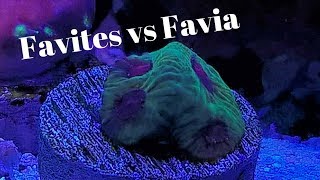 Favites vs Favia