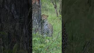 Cheetah (ಚಿರತೆ) in forest ||leopard 🐆 forest viral video shorts||subscribe||diyacreator24