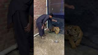 Little Tiger Cub attack #shorts #tiger #attack