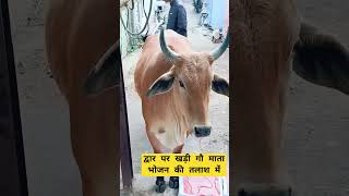 गौसेवा से बड़ा कोई धर्म नहीं है। #goumata #animals