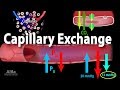 Capillary Exchange and Edema, Animation