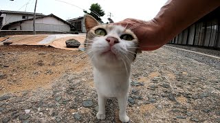 神社に行ってみたら野良猫がモフられにやって来た