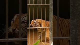 Remove The Bars | FREE THE ANIMALS | Tiger roar very near | Zoo life | By Rakshit Singhal iim wale