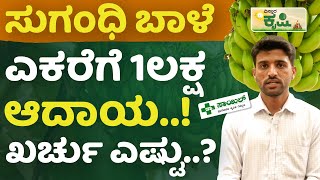 ಸುಗಂಧಿ ಬಾಳೆ ಬೆಳೆಯಲು ಎಷ್ಟು ಖರ್ಚಾಗುತ್ತೆ..? |  Vistara Krishi | Sugandhi Banana Farming In Hospet