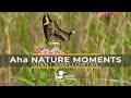 Aha Nature Moments: Giant Swallowtail