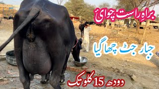 لائیو چوائ نیلی راوی کی بھینس دودھ15کلو برائےفروخت 19دسمبر2024 | Top Nilli Ravi Buffalo for Sale