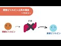 ビリルビン上昇⁉あなたが無視してはいけない体のサインとは 【肝臓専門医解説】