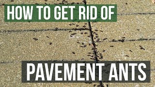 How to Get Rid of Pavement Ants (3 Simple Steps)