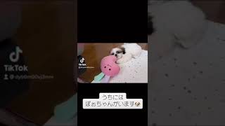 うちにはぽぉちゃんがいます🐶【生後4ヶ月シーズー犬/shihtzu/puppy】#shorts