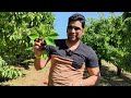 🍒 செர்ரி பழம் பறிக்கலாம் வாங்க cherry 🍒 picking in melbourne tamil vlog cherry hills orchards