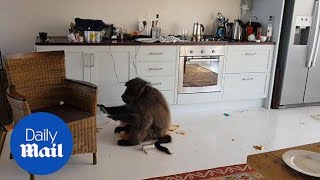 Wild baboon sits and eats man's food after trashing his kitchen - Daily Mail