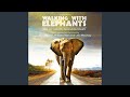 Samba Elephants Orchestral