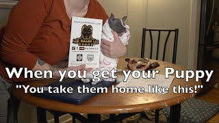 Purebred American Bully Puppy, Going Home Package