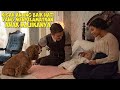 Kisah Anjing Baik Hati Yang Menyelamatkan Anak Manusia | Alur Cerita Film LADY AND RHE TRAMP