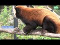 円山動物園のレッサーパンダ「セイタ」19歳までのヒストリーseita the red panda 2005 2024