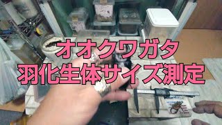 オオクワガタ羽化生体サイズ測定🎶