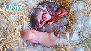 The Cutest Little Rabbits - Newborn 7 Days!