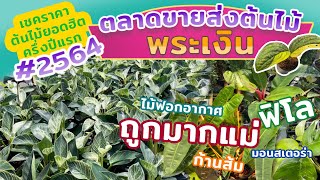 เชคราคาต้นไม้ยอดนิยม ตลาดต้นไม้พระเงิน ครึ่งปีแรก 2564 #2021